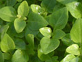 microherbs greek basil