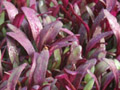 microherbs bull's blood