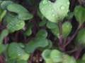 microherbs cabbage