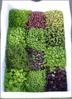 mixed microherbs