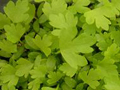 microherbs celery