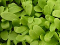 microherbs french sorrel