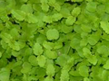 microherbs lemon balm