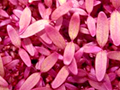 microherbs red garnet