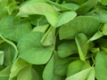 microherbs snow pea tendrils