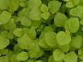 microherbs spearmint