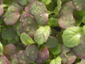 microherbs mustard osaka