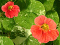 nasturtium flowers