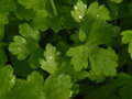 microherbs parsley