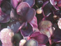 microherbs radish