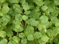 microherbs watercress