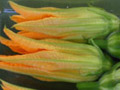 zucchini flowers